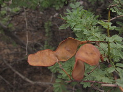 Senegalia gilliesii