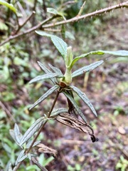 Neolasioptera mimuli