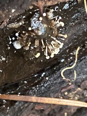 Polycephalomyces tomentosus