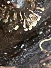 Polycephalomyces tomentosus