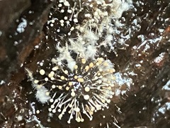 Polycephalomyces tomentosus