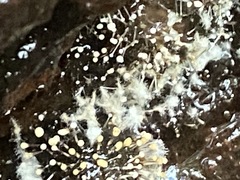 Polycephalomyces tomentosus