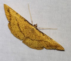 Eumelea rosalia