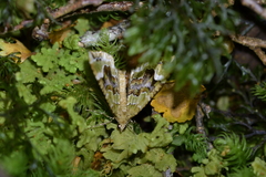 Hydriomena purpurifera