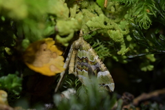 Hydriomena purpurifera