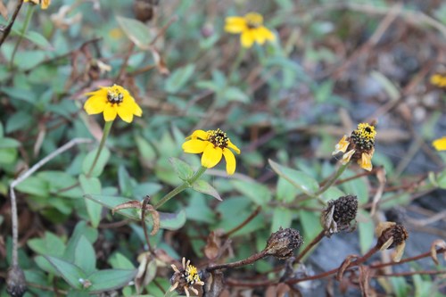 Zinnia maritima