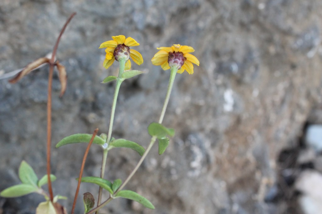 Zinnia maritima
