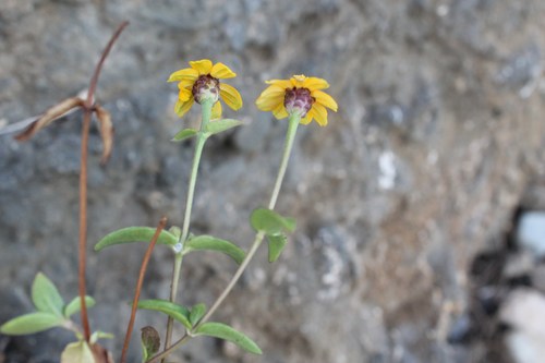 Zinnia maritima