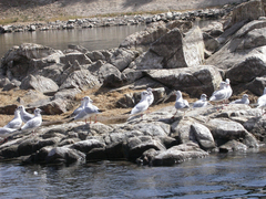 Chroicocephalus ridibundus