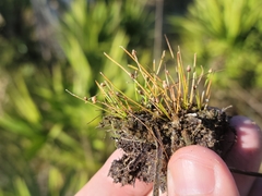 Eleocharis atropurpurea