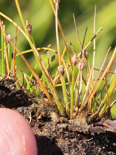 Image of Eleocharis atropurpurea by (c) Jay Horn, some rights reserved (CC BY)