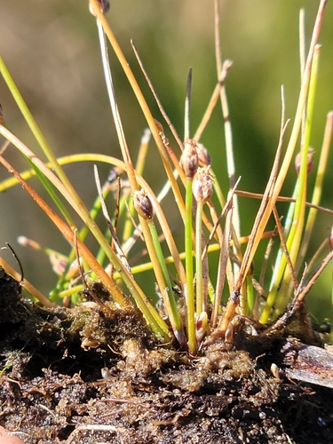 Image of Eleocharis atropurpurea by (c) Jay Horn, some rights reserved (CC BY)