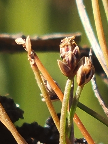 Image of Eleocharis atropurpurea by (c) Jay Horn, some rights reserved (CC BY)