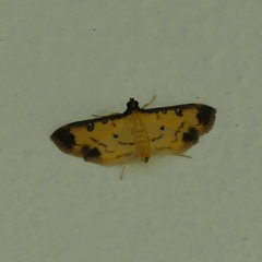 Eulepte gastralis