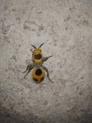 Dasymutilla cressoni