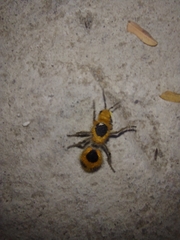 Dasymutilla cressoni