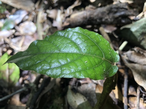 Aristolochia praevenosa, photograph 4