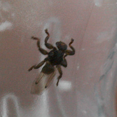 Lipoptena depressa