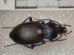 Carabus guadarramus
