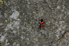 Tropidothorax leucopterus