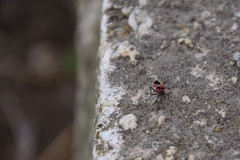 Tropidothorax leucopterus