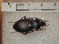 Carabus guadarramus
