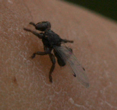 Lipoptena depressa