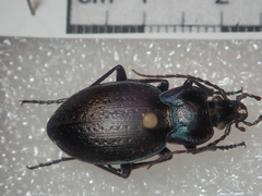Carabus guadarramus