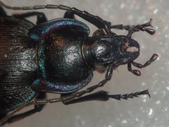 Carabus guadarramus