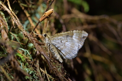 Hydriomena purpurifera