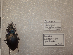 Carabus guadarramus