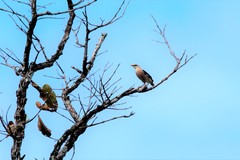 Acridotheres leucocephalus