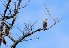 Acridotheres leucocephalus