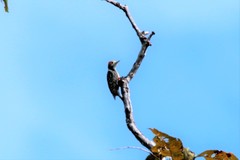 Leiopicus mahrattensis