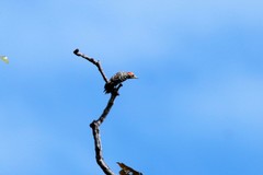 Leiopicus mahrattensis