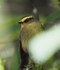 Silvicultrix diadema