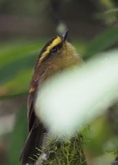 Silvicultrix diadema