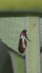 Sphenorhina quadrifera