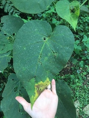 Solanum corymbiflorum
