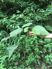 Solanum corymbiflorum