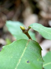 Andricus notholithocarpi
