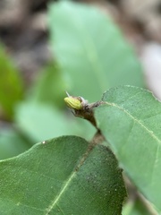 Andricus notholithocarpi