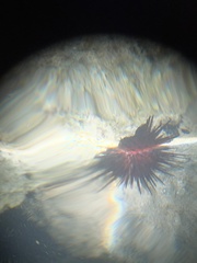 Echinometra lucunter