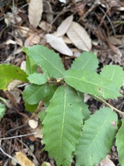 Andricus notholithocarpi