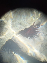 Echinometra lucunter