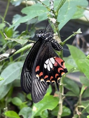 Papilio polytes