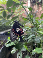 Papilio polytes