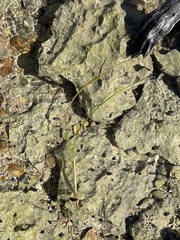 Syringodium filiforme image