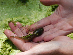 Lithobates yavapaiensis