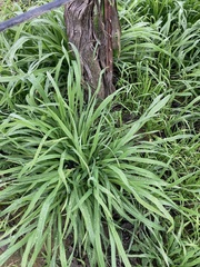 Bromus catharticus